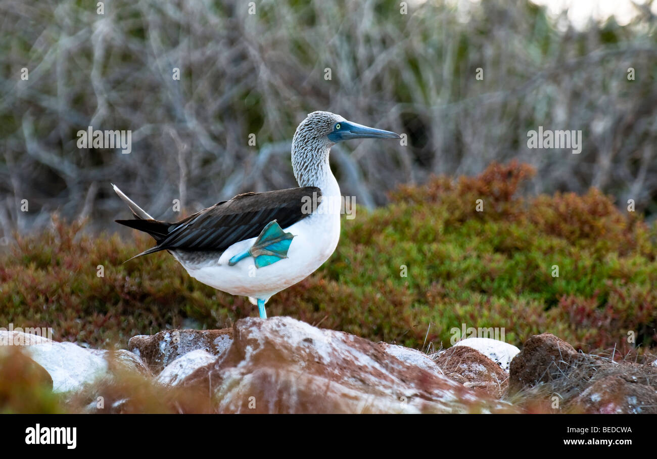 'Blue-footed Booby' Banque D'Images