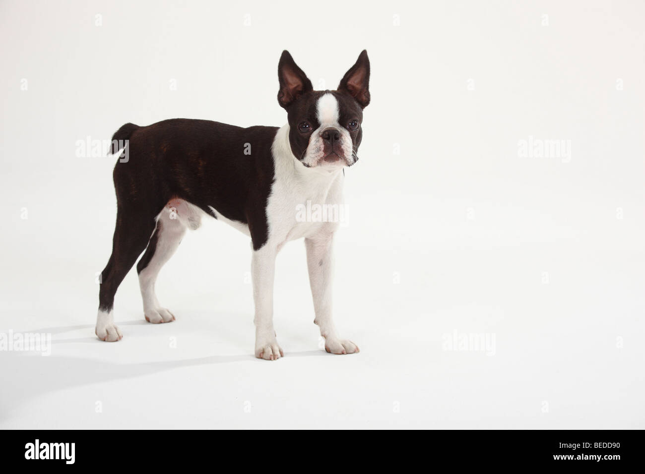 Boston Terrier Banque D'Images