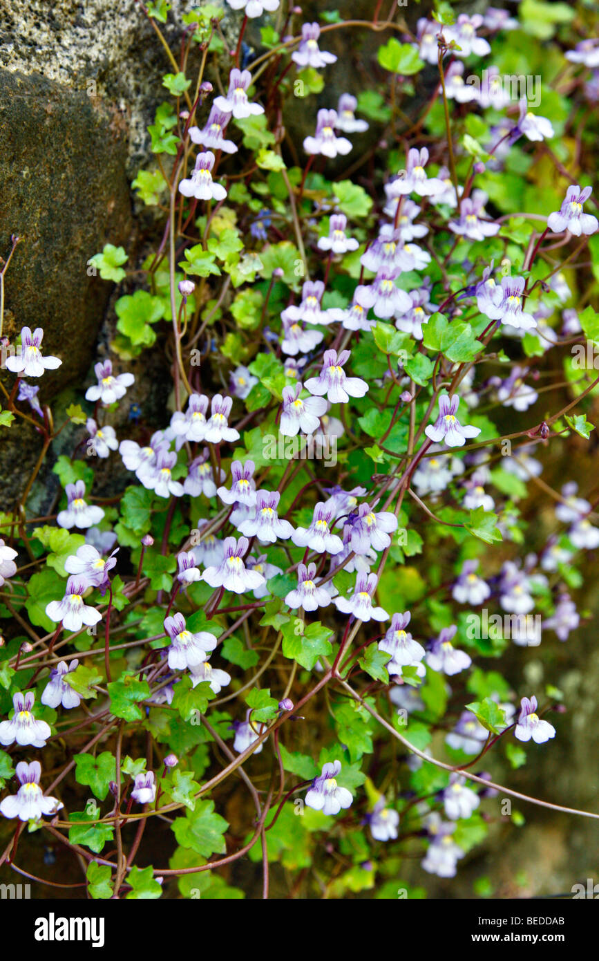 Cymbalaria muralis - linaire à feuilles de lierre poussant sur un mur faisant face au nord Banque D'Images