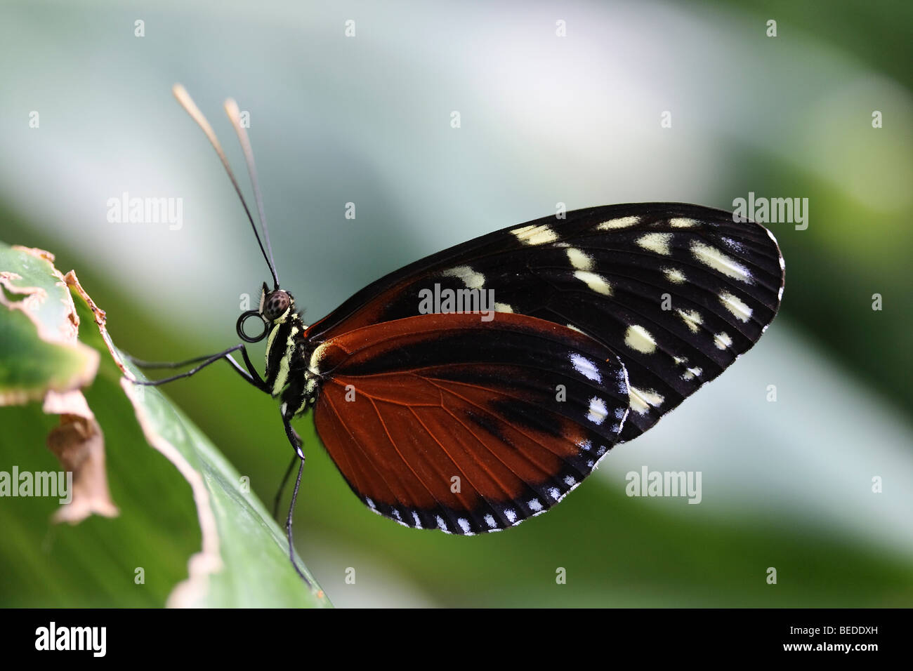 (Heliconius hecale Hecale Longwing zuleika), Papillon d'Amérique Banque D'Images