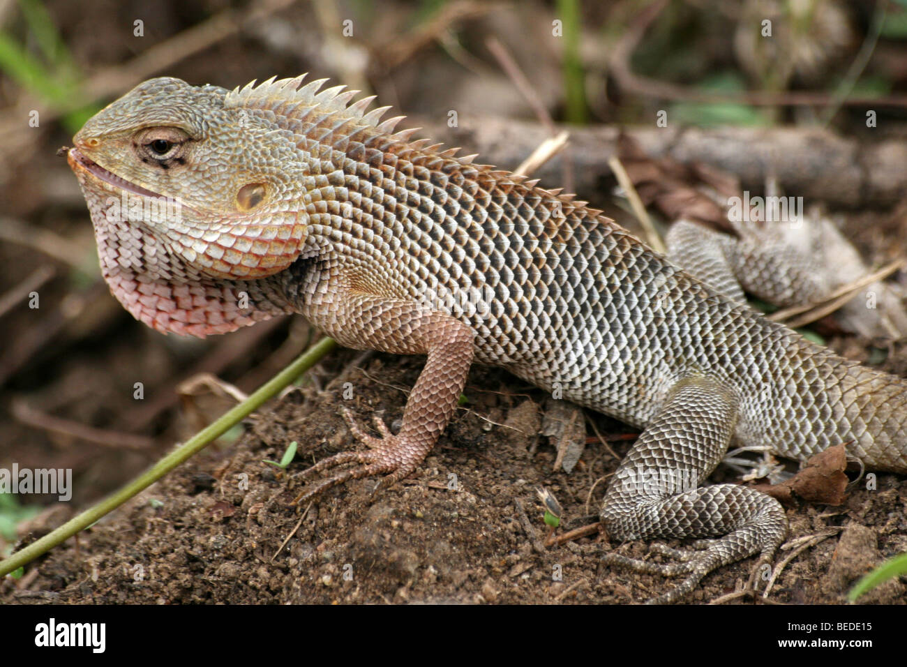 Lézard Calotes versicolor Oriental Garden prises dans le Parc National de Nagarhole, Inde Banque D'Images