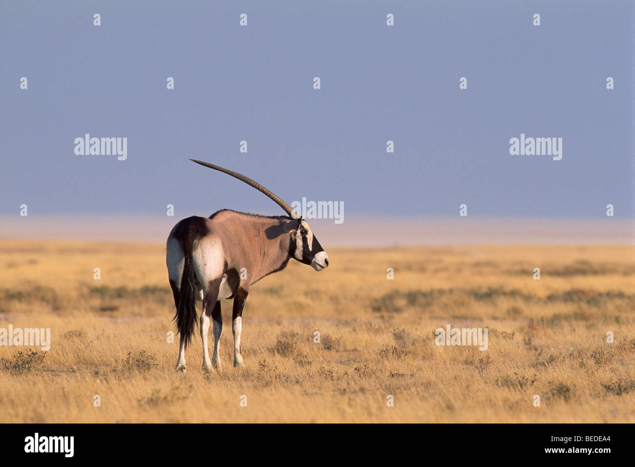 Gemsbok (Oryx gazella), Etosha National Park, Namibie, Afrique Banque D'Images