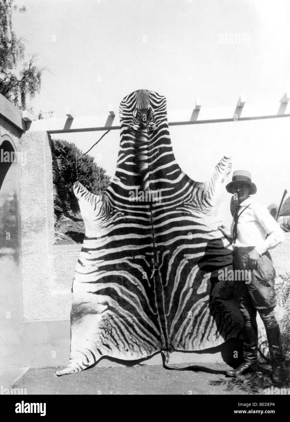 Photographie historique, la femme à un Tiger's hide, autour de 1923 Banque D'Images