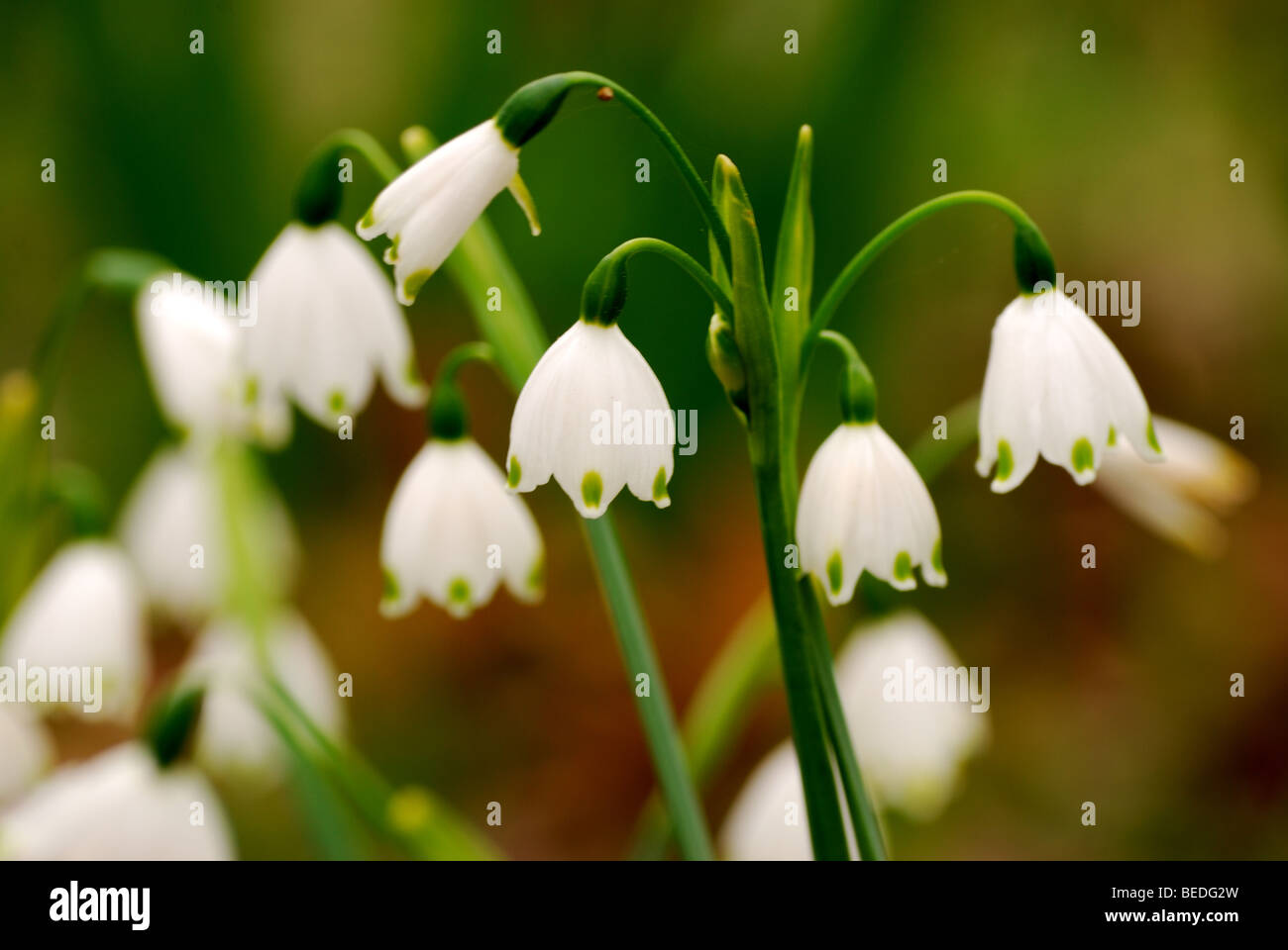 Cloches blanches fleurs printemps closeup Banque D'Images