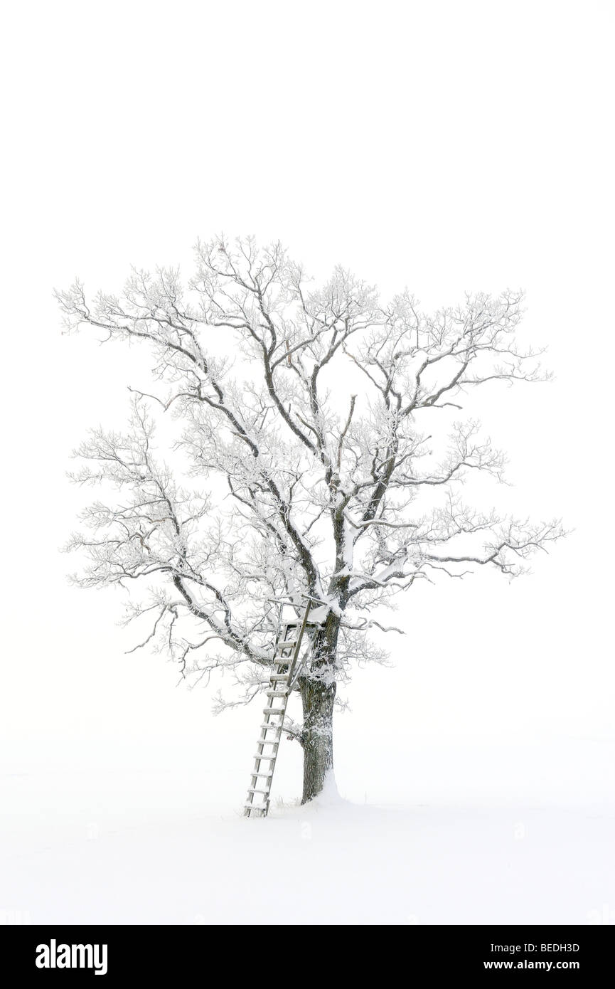 Posée sur une peau anglais chêne (Quercus robur), paysage d'hiver, Jura souabe, Bade-Wurtemberg, Allemagne, Europe Banque D'Images