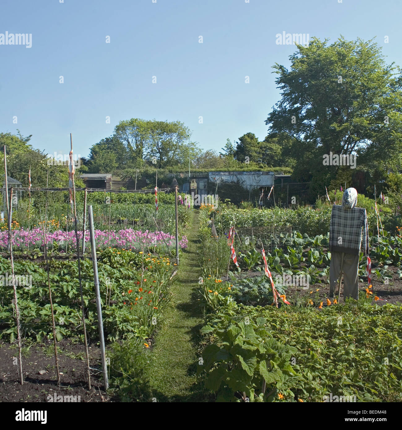 Jardin allotissement uk Banque D'Images