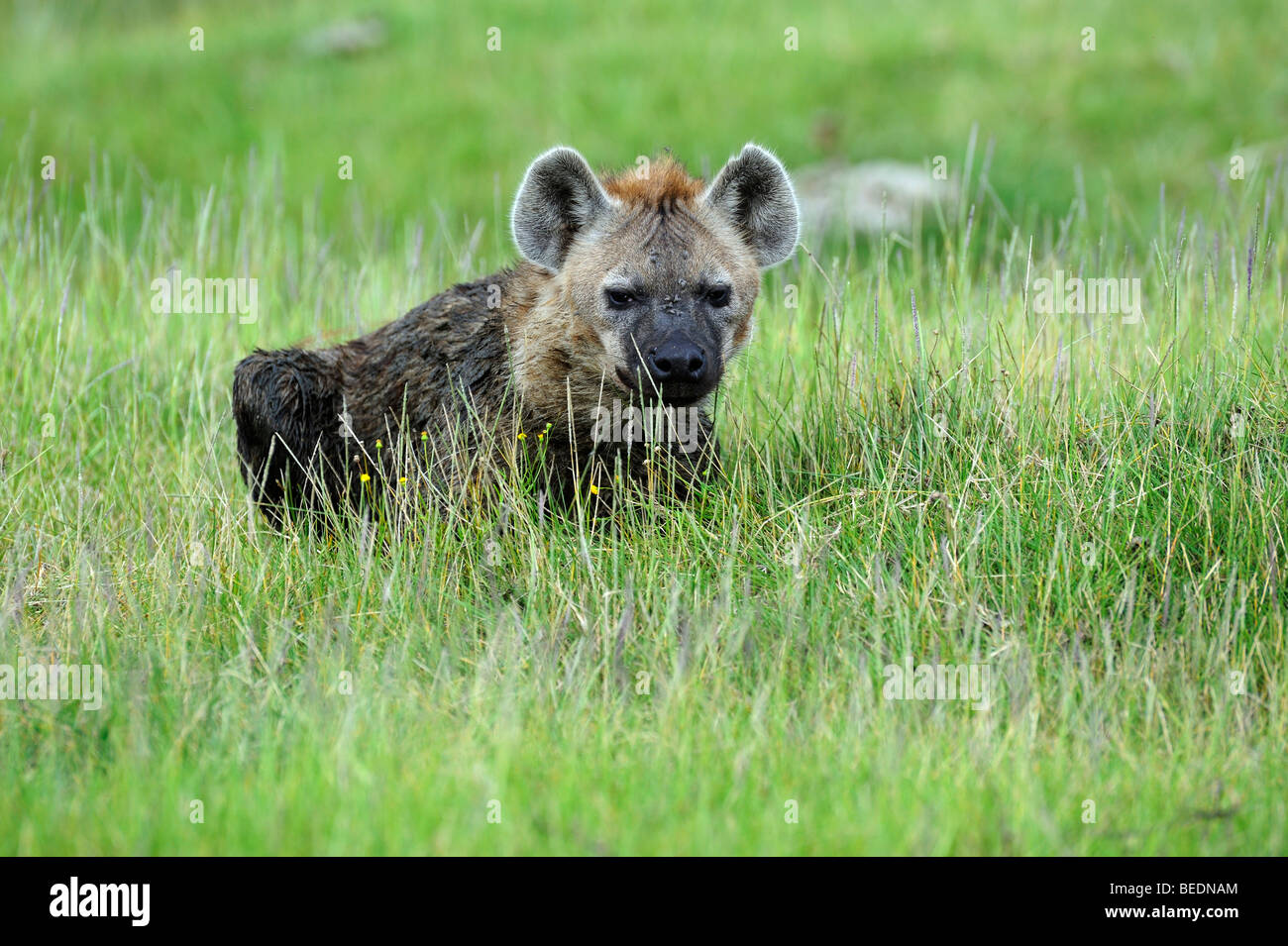 L'Hyène tachetée (Crocuta crocuta), le lac Nakuru, parc national, Kenya, Afrique de l'Est Banque D'Images