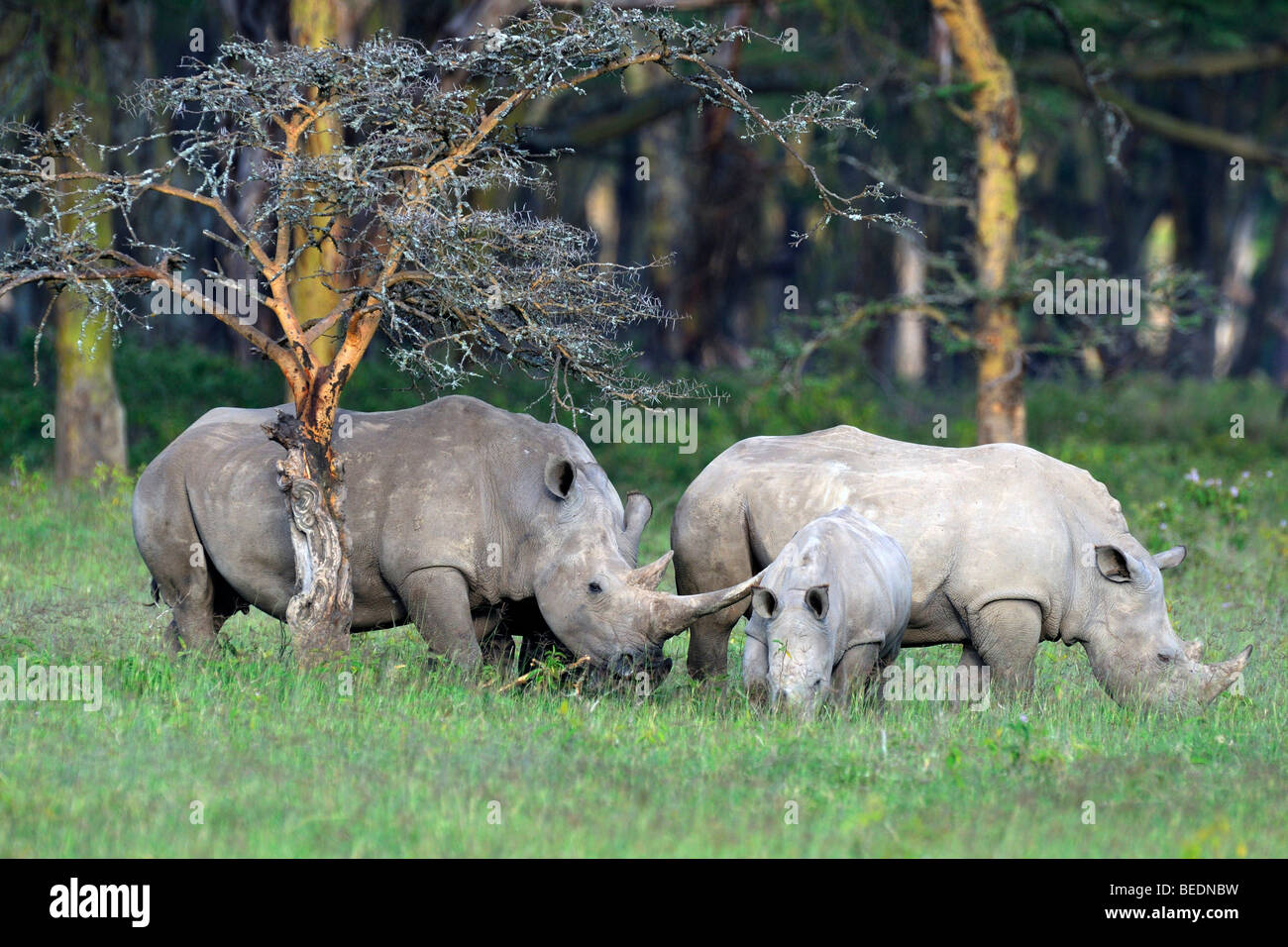 Rhinocerus blanc (Ceratotherium simum), groupe et son veau, le lac Nakuru, parc national, Kenya, Afrique de l'Est Banque D'Images