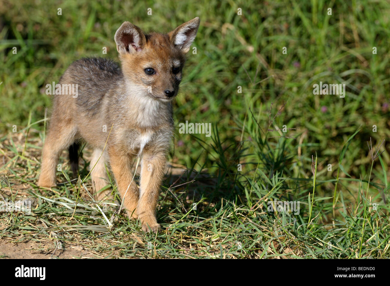 Le Chacal à dos noir (Canis mesomelas), jeune animal au terrier, le lac Nakuru, parc national, Kenya, Afrique de l'Est Banque D'Images