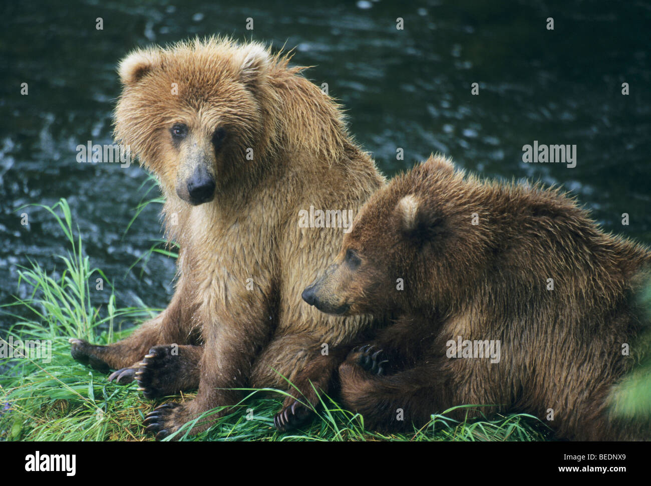 L'ours brun, de l'Alaska (Ursus arctos), les louveteaux attendre que mère, Brooks Falls, Katmai National Park, Alaska. Banque D'Images