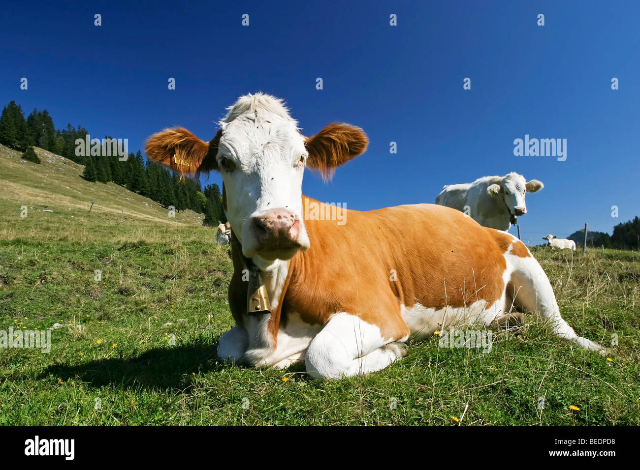 Fleck bavarois cow, vache laitière, pré-Alpes bavaroises, Bavaria, Germany, Europe Banque D'Images