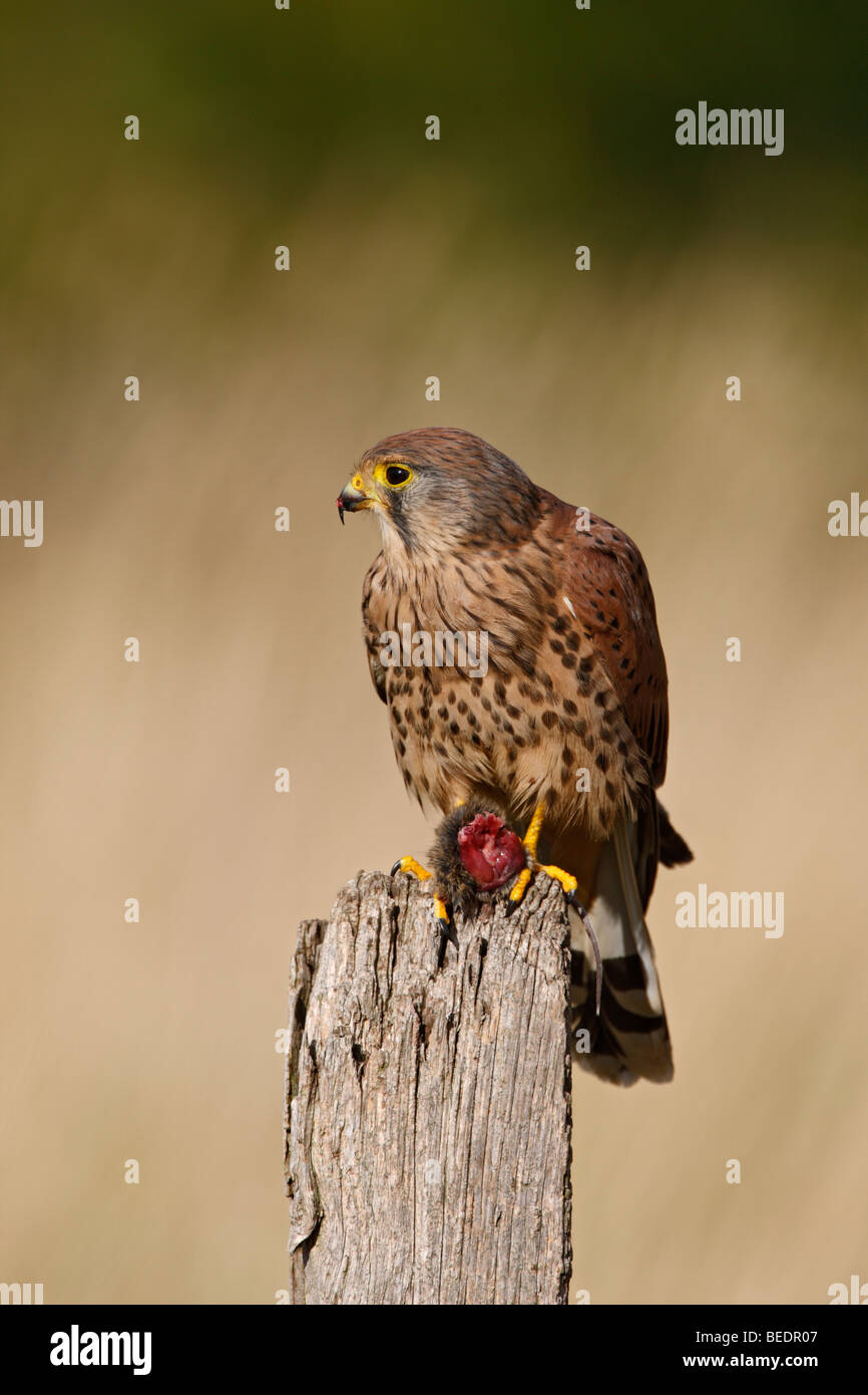 Falco tinnunculus Kestrel mâle sur l'après avec les proies Banque D'Images