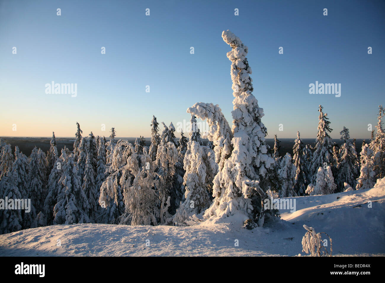 La Finlande, l'Europe. Paysage d'hiver. Banque D'Images