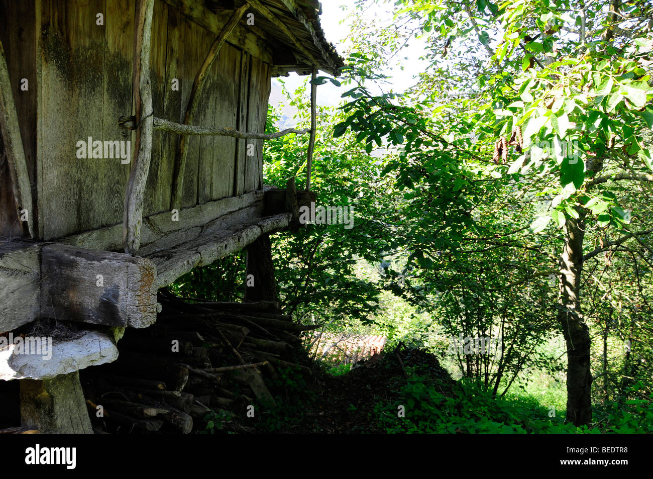 L'asturien traditionnel grenier à côté de certains arbres Banque D'Images