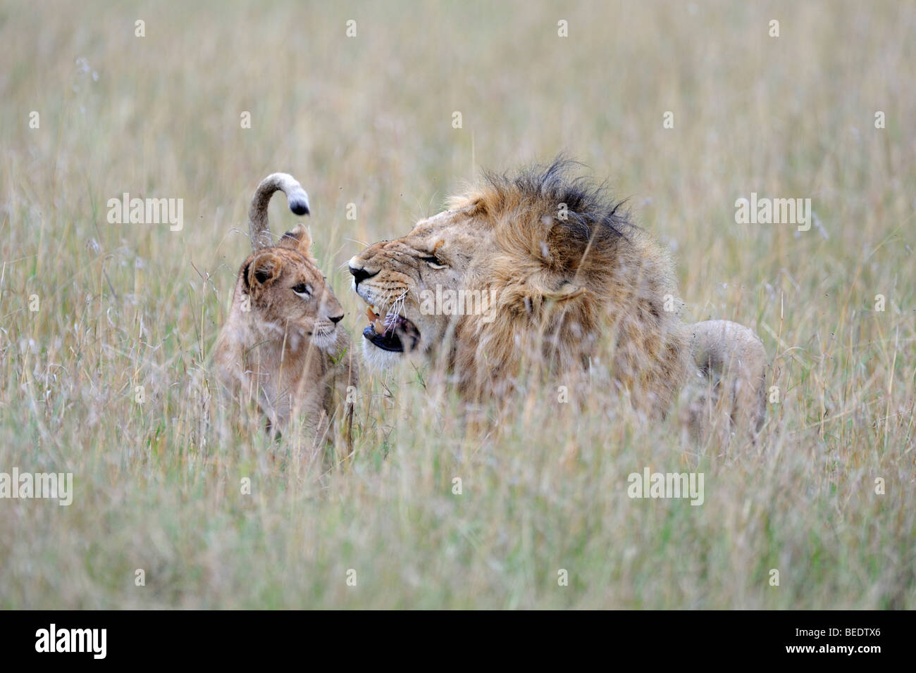 Lion (Panthera leo), jouant avec la crinière d'un lion cub, parc national de Masai Mara, Kenya, Afrique de l'Est, Banque D'Images