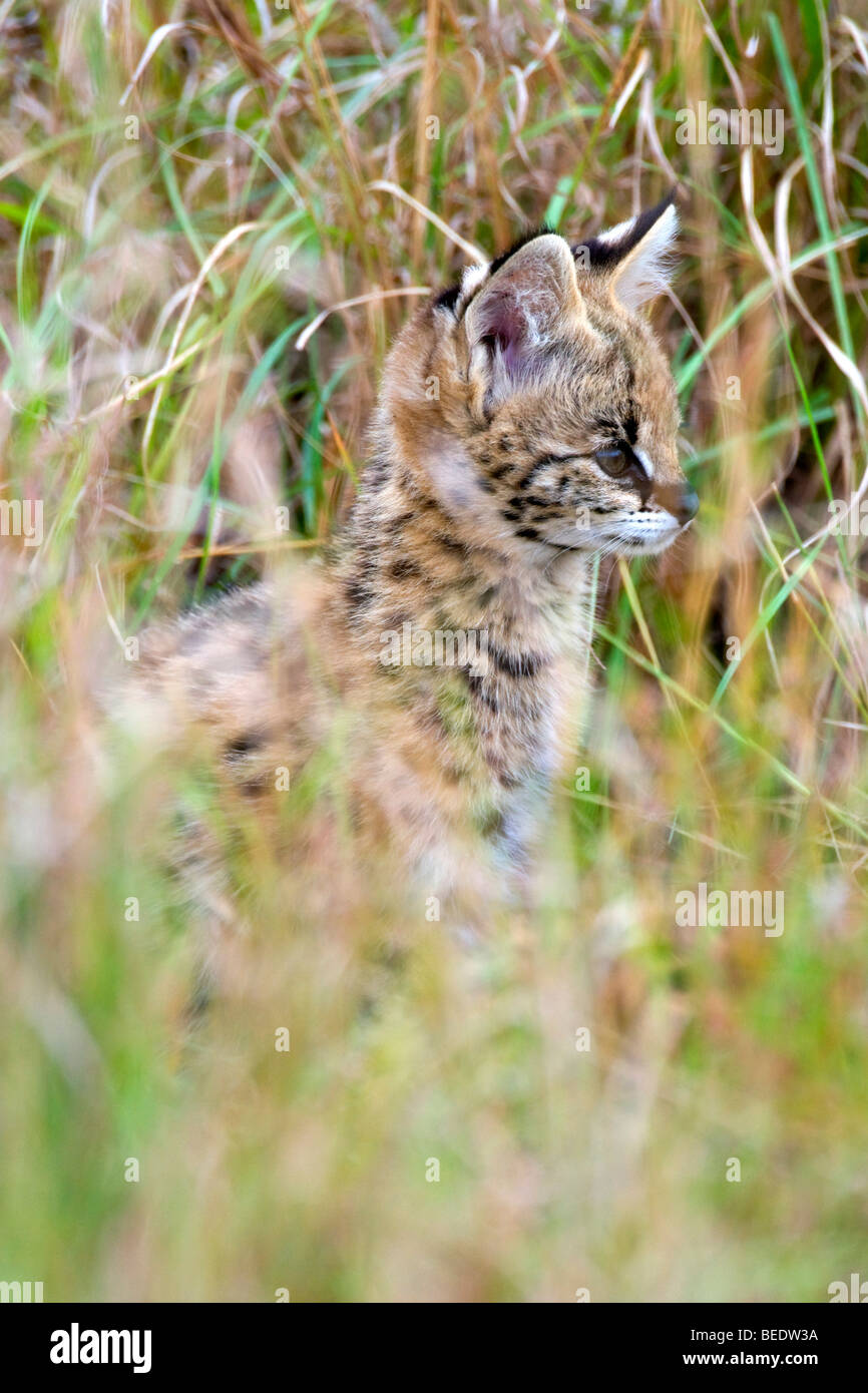 Serval (Leptailurus serval), jeune animal dans l'herbe haute, le parc national de Masai Mara, Kenya, Afrique de l'Est, Banque D'Images