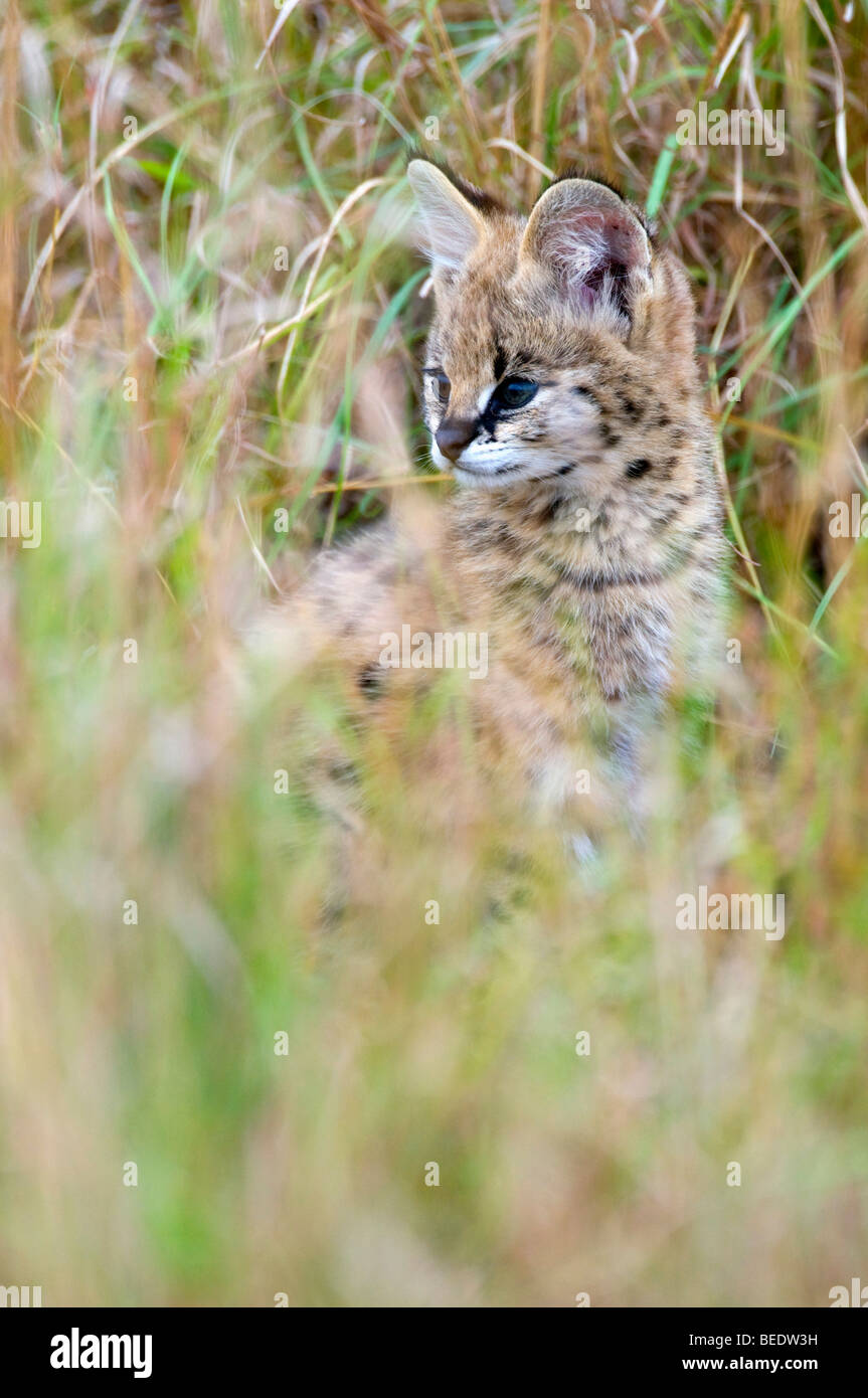 Serval (Leptailurus serval), jeune animal dans l'herbe haute, le parc national de Masai Mara, Kenya, Afrique de l'Est, Banque D'Images