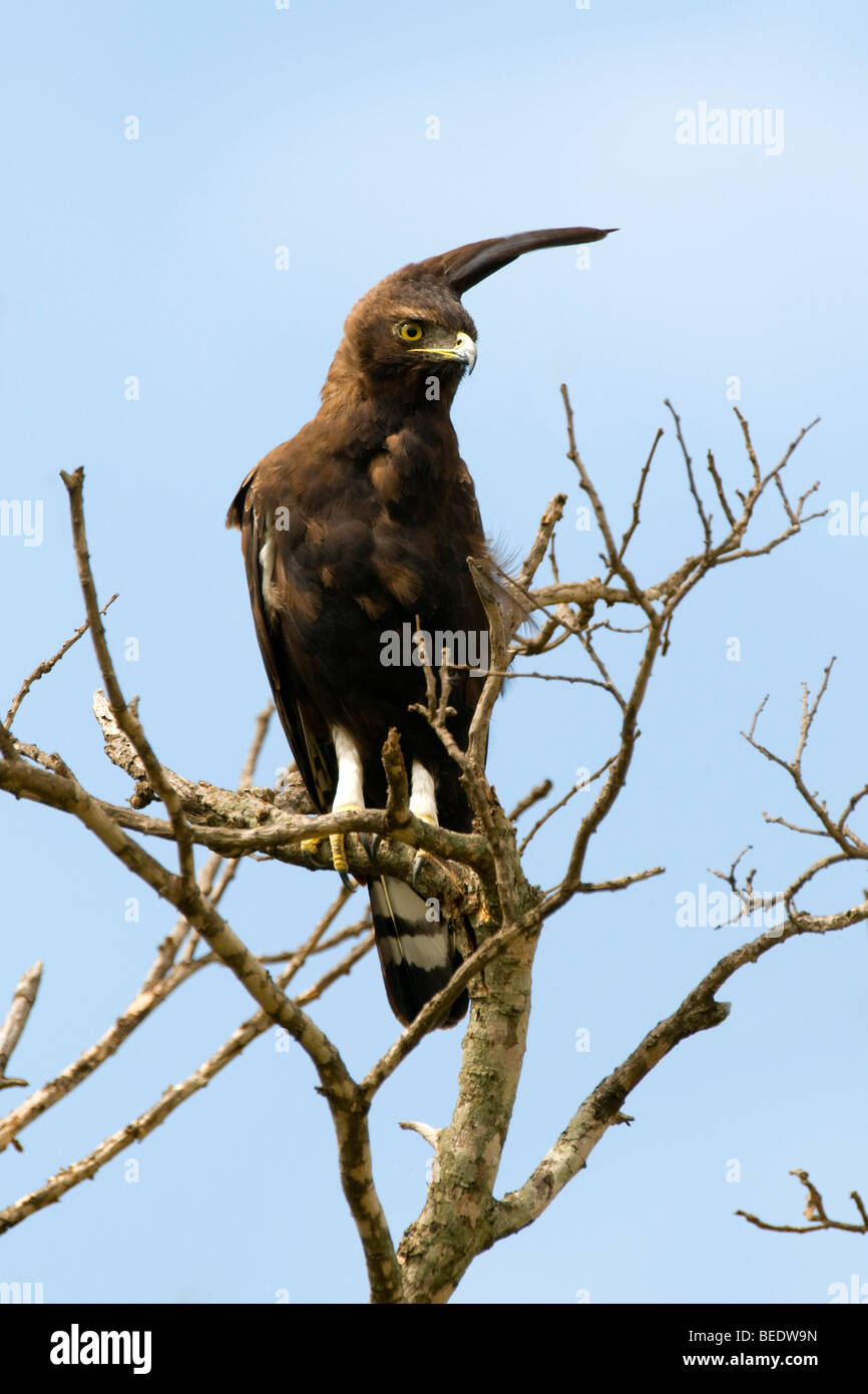Long-crested Eagle (Lophaetus occipital), Masai Mara, Kenya, parc national, l'Afrique de l'Est Banque D'Images