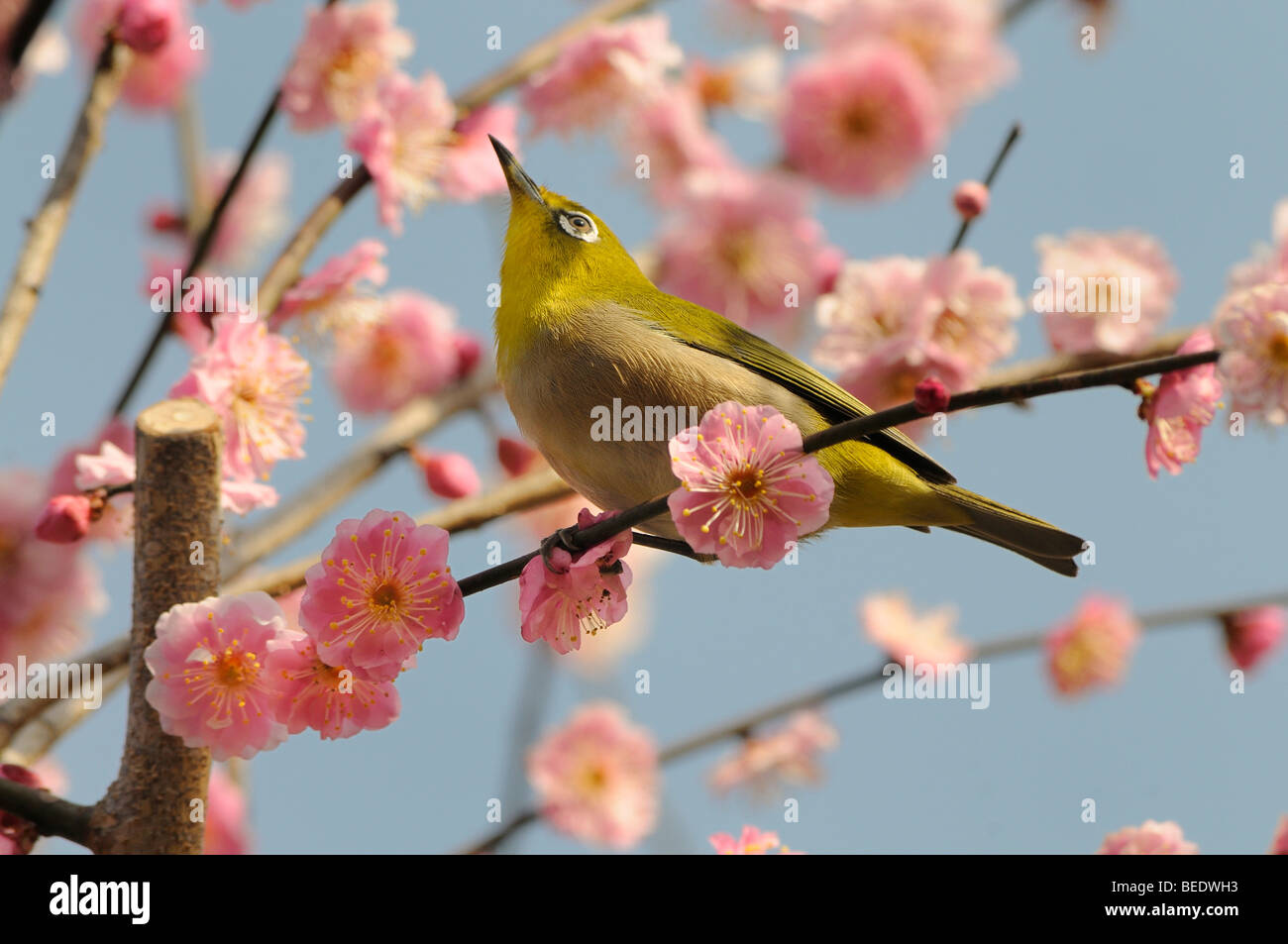 Japanese White-eye (Zosterops japonica) dans un abricot Japonais ou Ume (Prunus mume), Kyoto, Japon, Asie de l'Est, Asie Banque D'Images