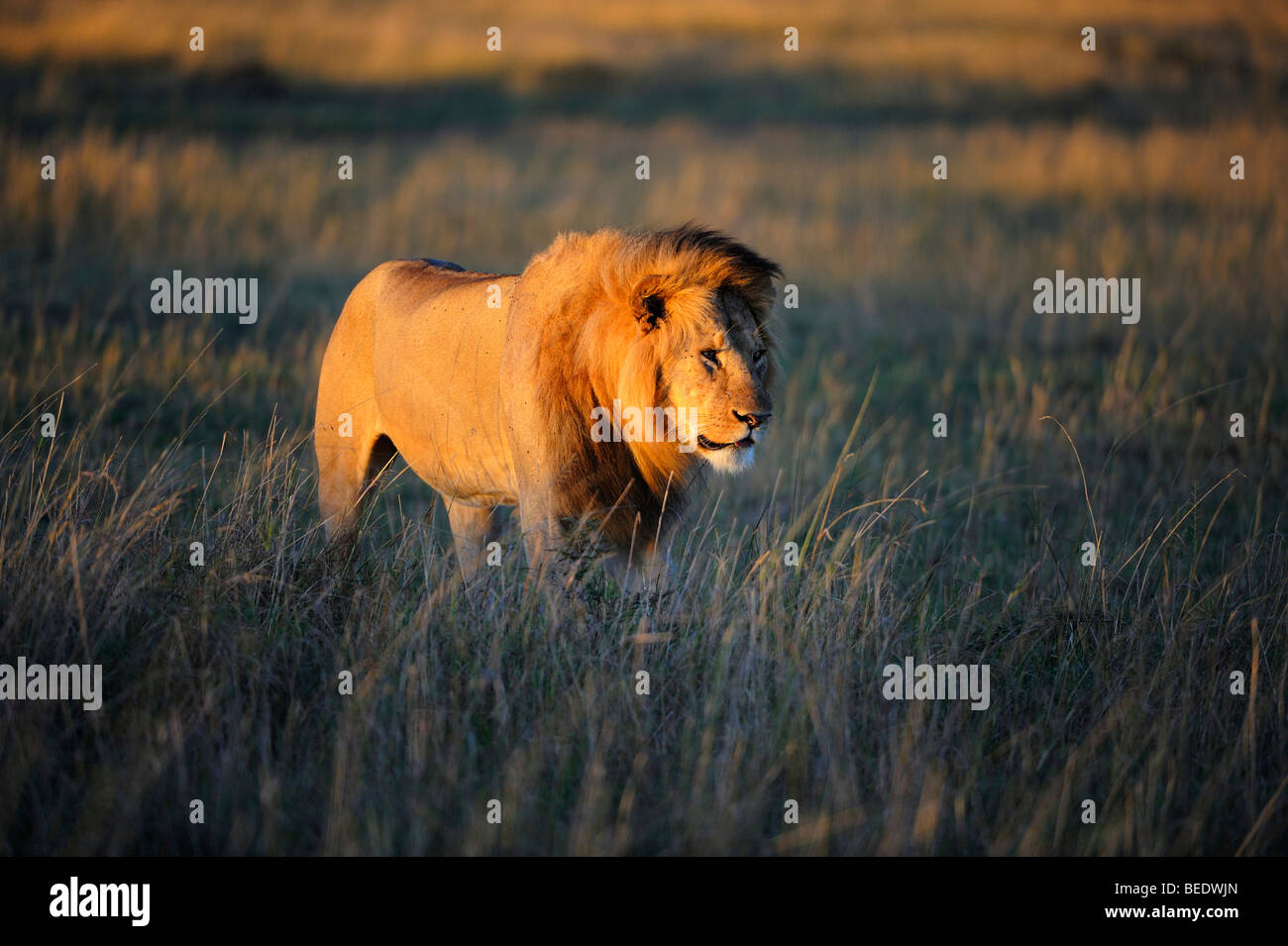 Lion (Panthera leo) avec une crinière dans la première lumière du matin, la réserve de Masai Mara, Kenya, Afrique de l'Est Banque D'Images