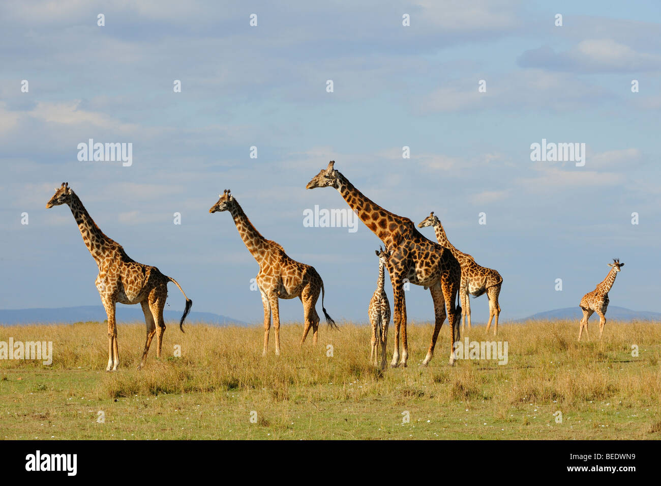 Groupe de girafes Masai (Giraffa camelopardalis tippelskirchi) dans la steppe, la Réserve Naturelle de Masai Mara, Kenya, Afrique de l'Est Banque D'Images