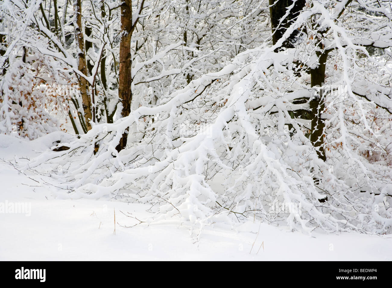 Les branches d'arbres laden vers le bas avec la neige en bois Granby sur le domaine près de Longshaw Hathersage;Peak District, Derbyshire, Banque D'Images