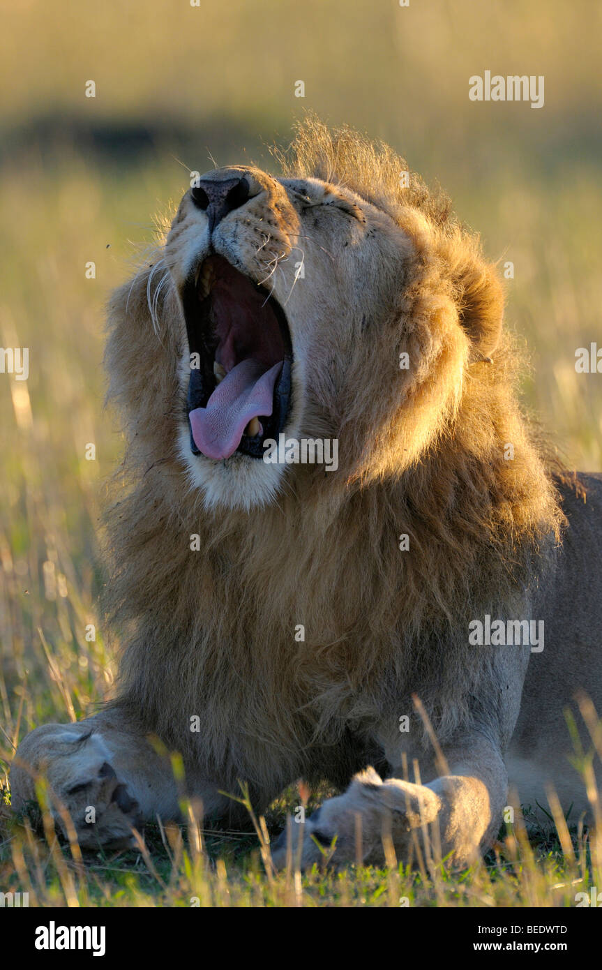 Lion (Panthera leo) avec une crinière dans la première lumière du matin, portrait en contre-jour, la réserve de Masai Mara, Kenya, Afrique de l'Est Banque D'Images