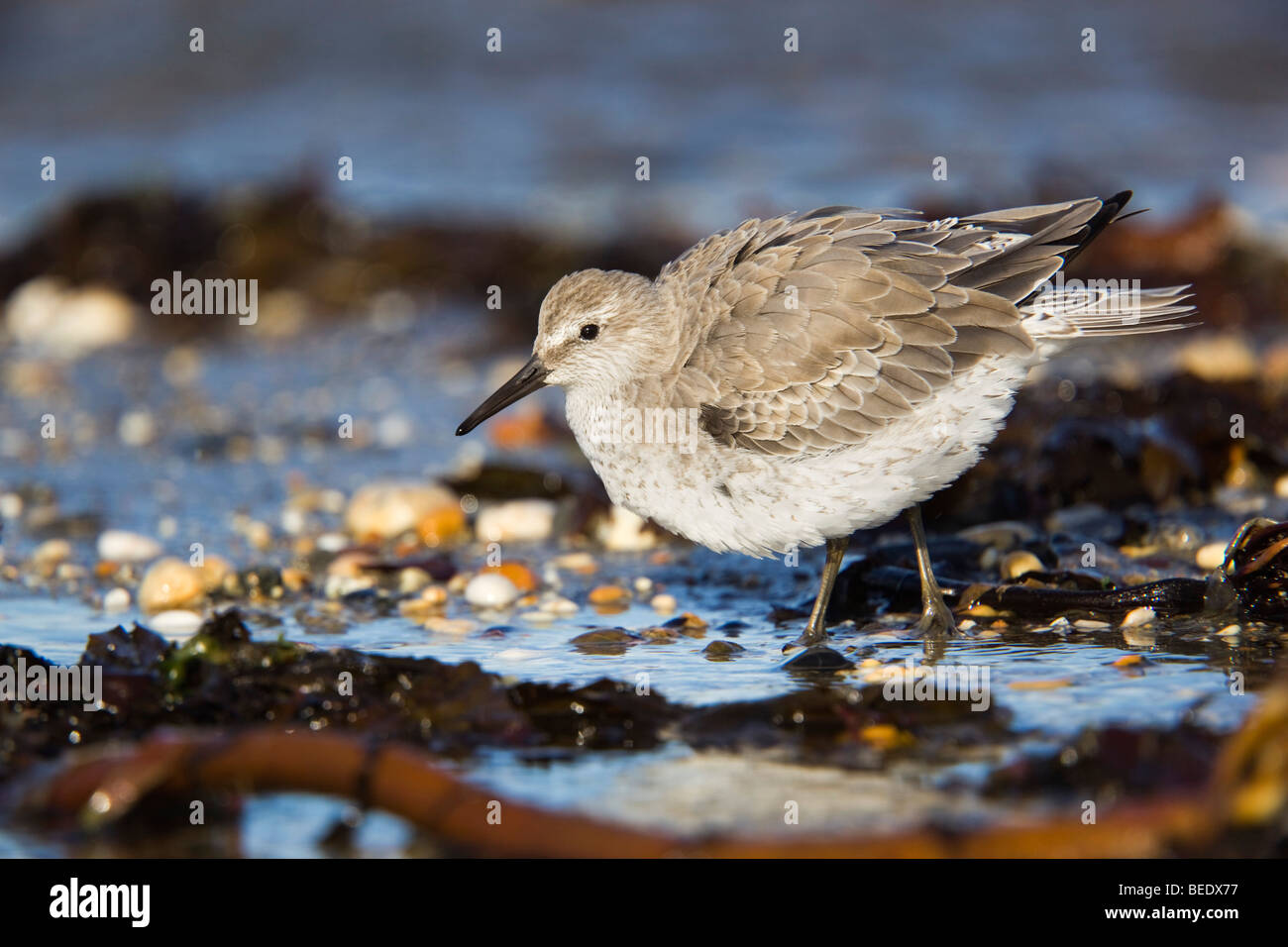 Knot Calidris canutus ; ; sur la plage de Marazion, Cornwall Banque D'Images