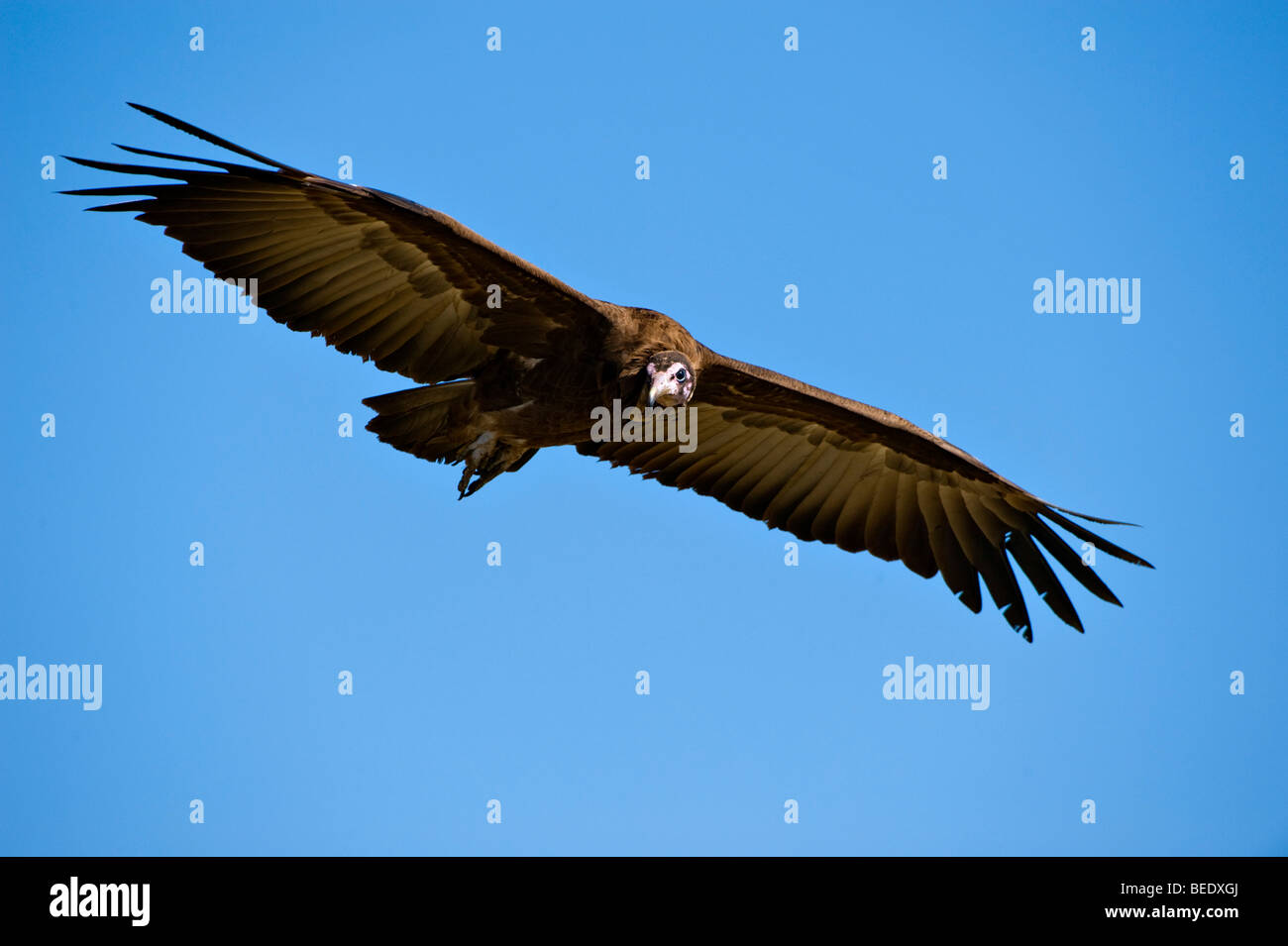 Hooded Vulture (Necrosyrtes monachus) en vol, la réserve de Masai Mara, Kenya, Afrique de l'Est Banque D'Images