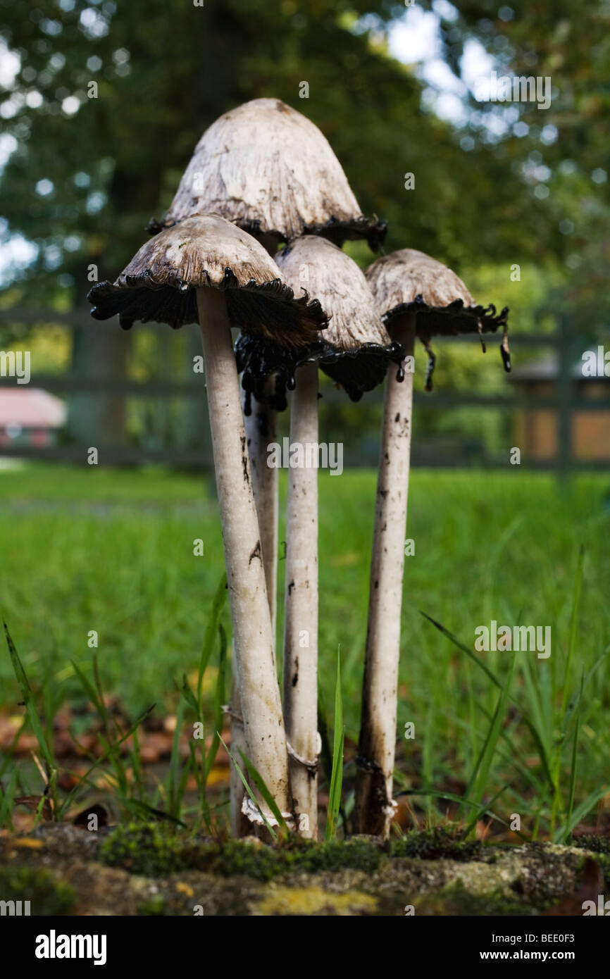 Cap d'encre hirsute, Coprinus comatus Banque D'Images