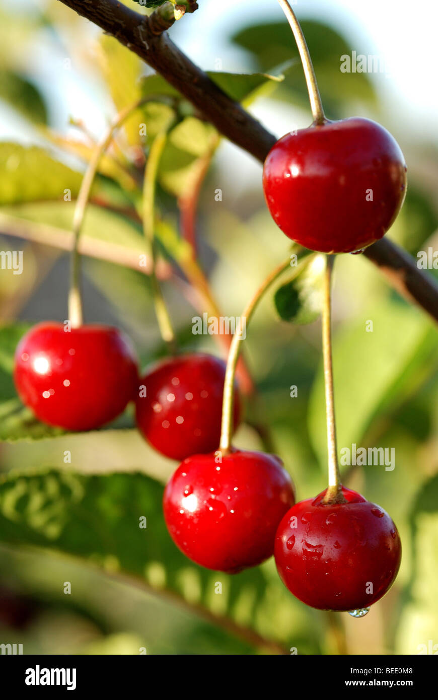 Des GRIOTTES GROWING ON TREE IN GARDEN Banque D'Images