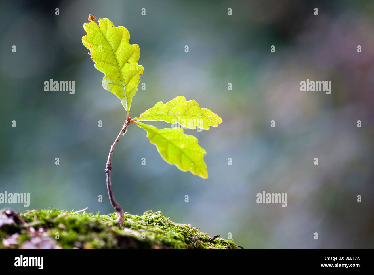 Arbrisseau ; chêne Quercus robur Banque D'Images