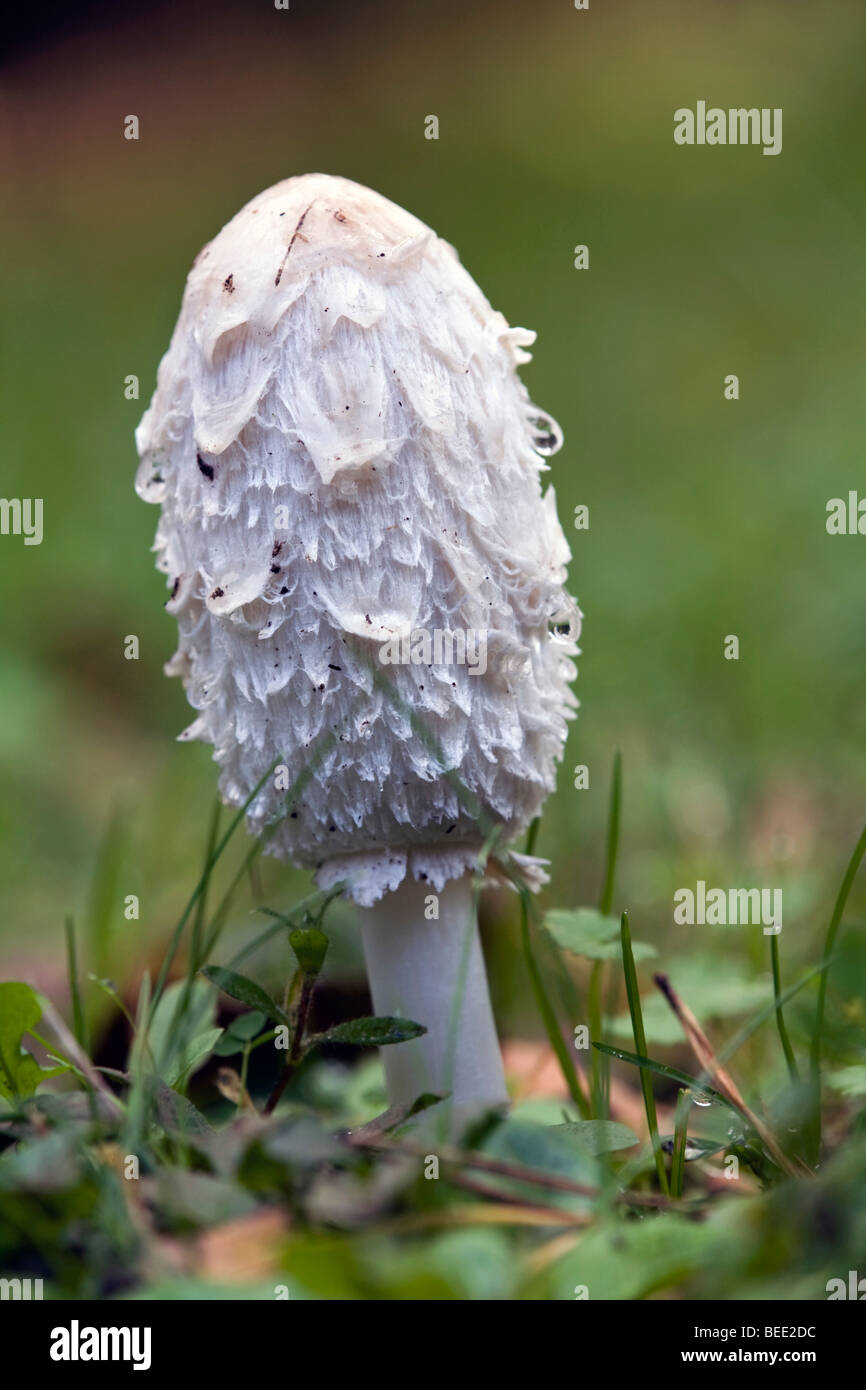 Cap d'encre hirsute, Coprinus comatus Banque D'Images