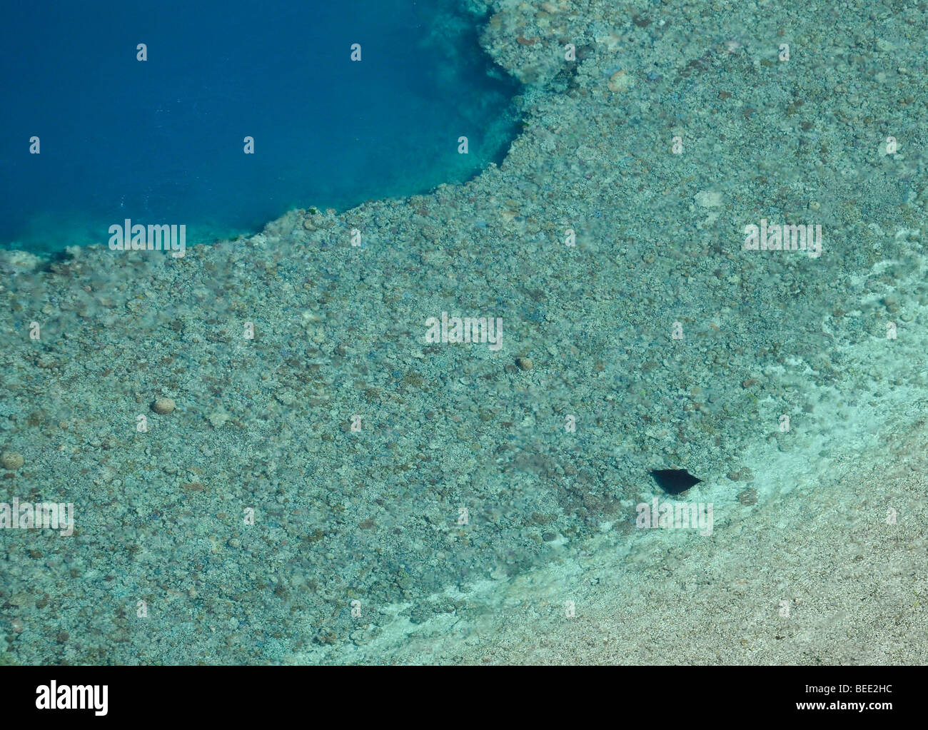 Vue aérienne d'une raie manta géante (Manta birostris), Grande Barrière de Corail, Patrimoine Mondial de l'UNESCO, la Grande Barrière de Corail Il Monde Banque D'Images