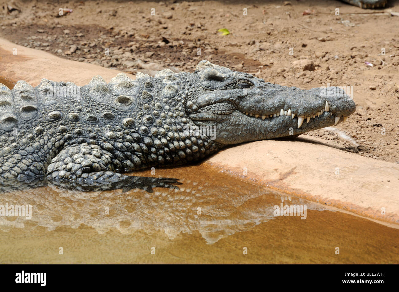 Aligator endormie au soleil Banque D'Images