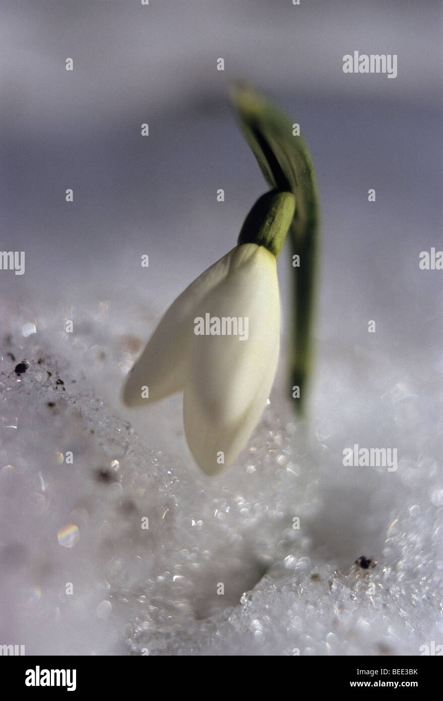 Perce-neige en fleurs dans la neige Galanthus nivalis Banque D'Images
