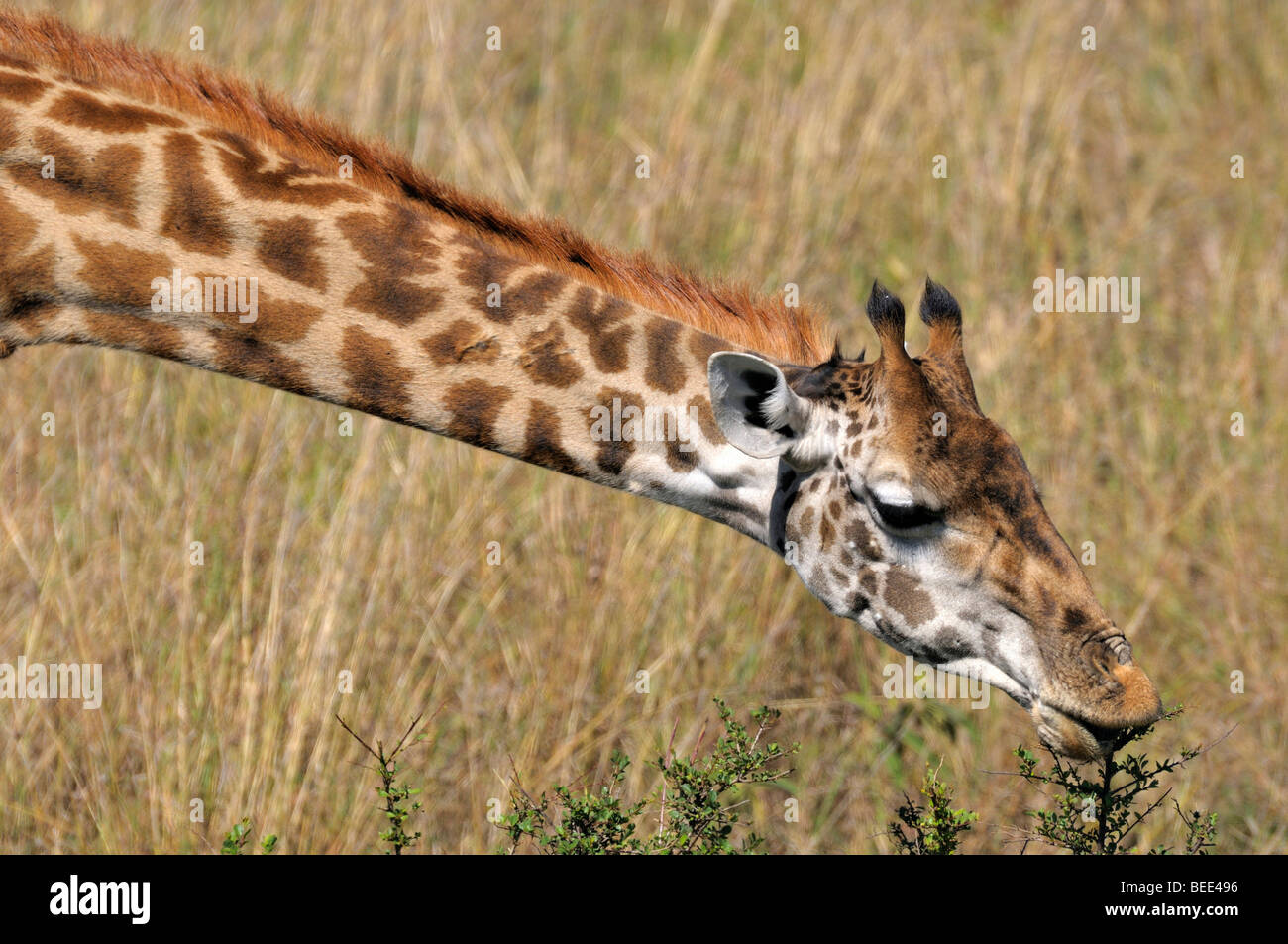 Les Masais Girafe (Giraffa camelopardalis tippelskirchi), portrait, la Réserve Naturelle de Masai Mara, Kenya, Afrique de l'Est Banque D'Images