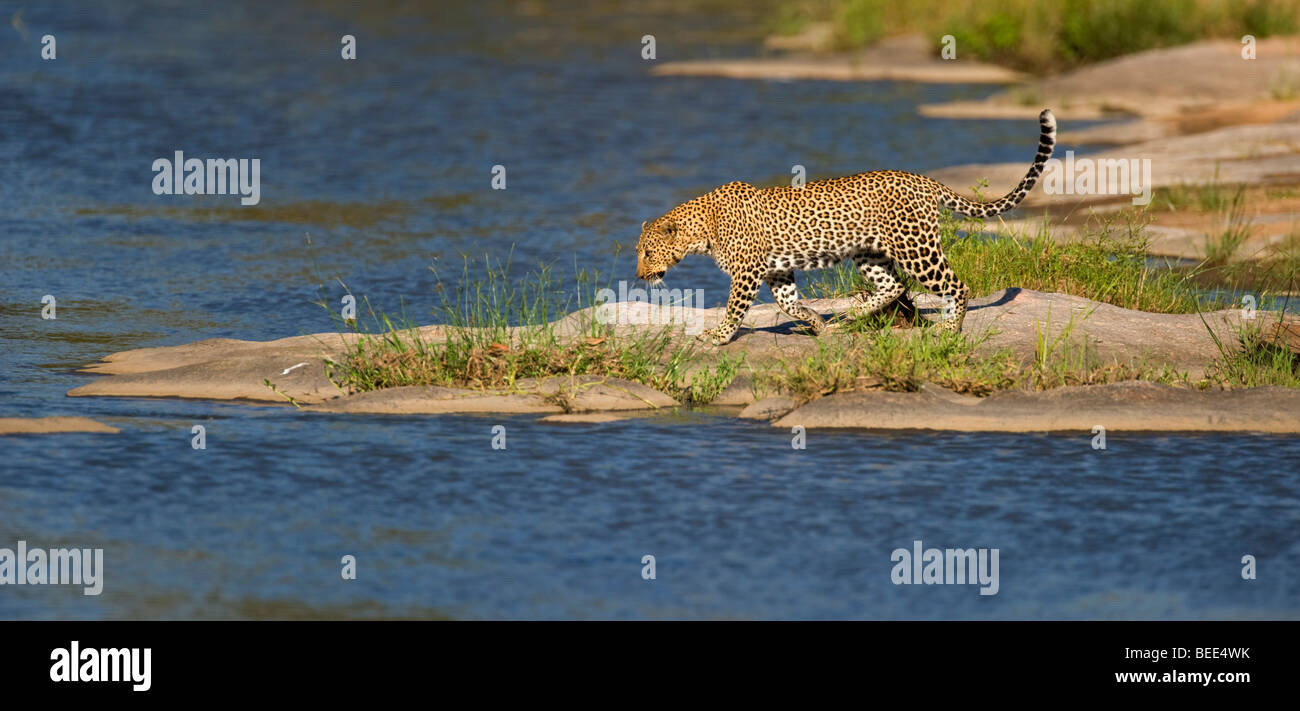 Leopard (Panthera pardus) rôdant sur les rives de la rivière Talek, Masai Mara, Kenya, la réserve naturelle de l'Afrique de l'Est Banque D'Images