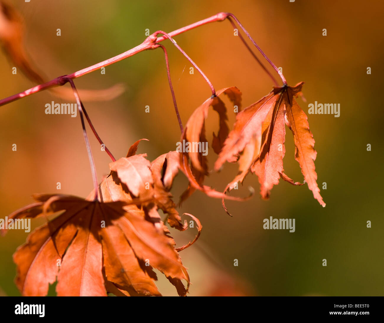 Acer palmatum Sango kaku Banque D'Images