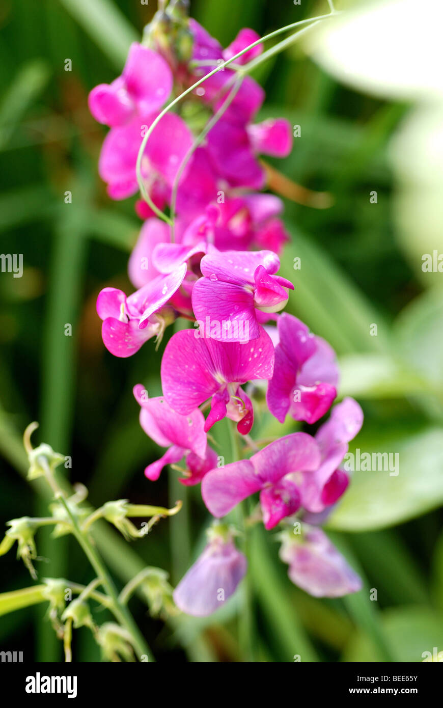 De pois sucré rose CULTURE DES FLEURS DANS LE JARDIN Banque D'Images