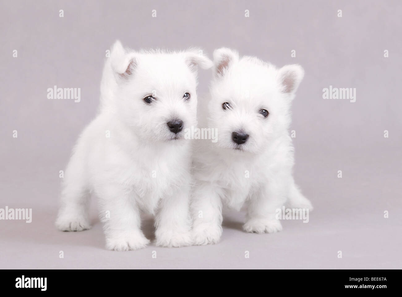 Deux West Highland White Terrier chiots portrait sur fond gris Banque D'Images