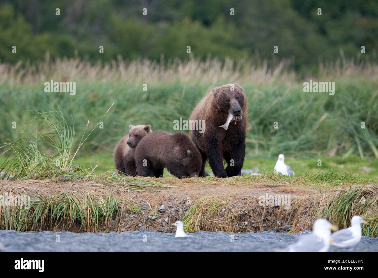 Alimentation truie Grizzly deux oursons dans l'herbe verte dans le parc national de Katmai Bay géographique Alaska Banque D'Images