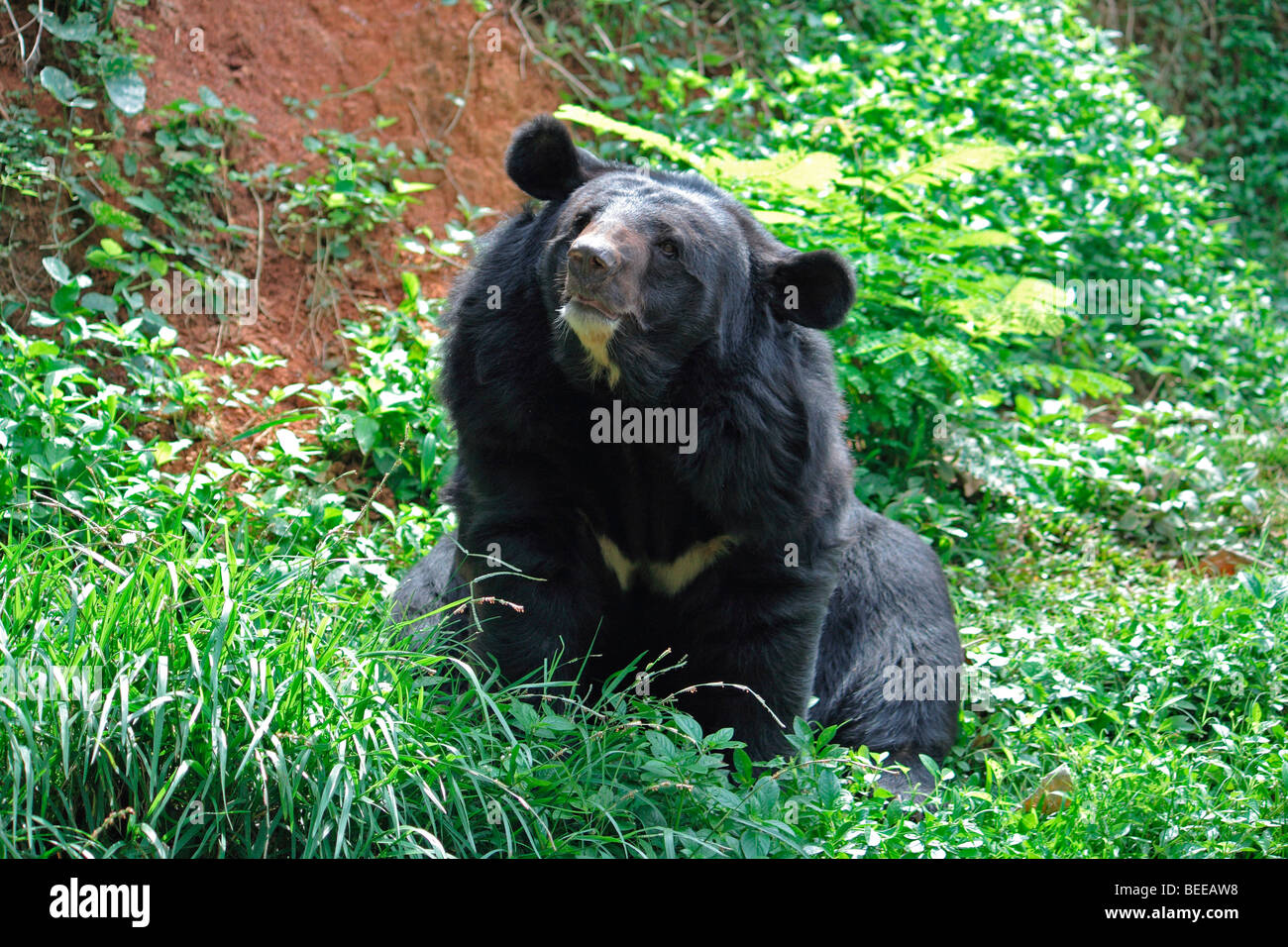 L'ours noir de l'himalaya Banque D'Images