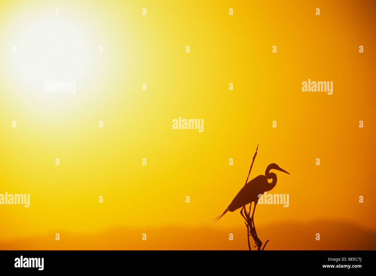 Grand Héron (Ardea herodias) le repos d'un ciel voilé soleil orange à la Sonny Bono Salton Sea National Wildlife Refuge. Banque D'Images