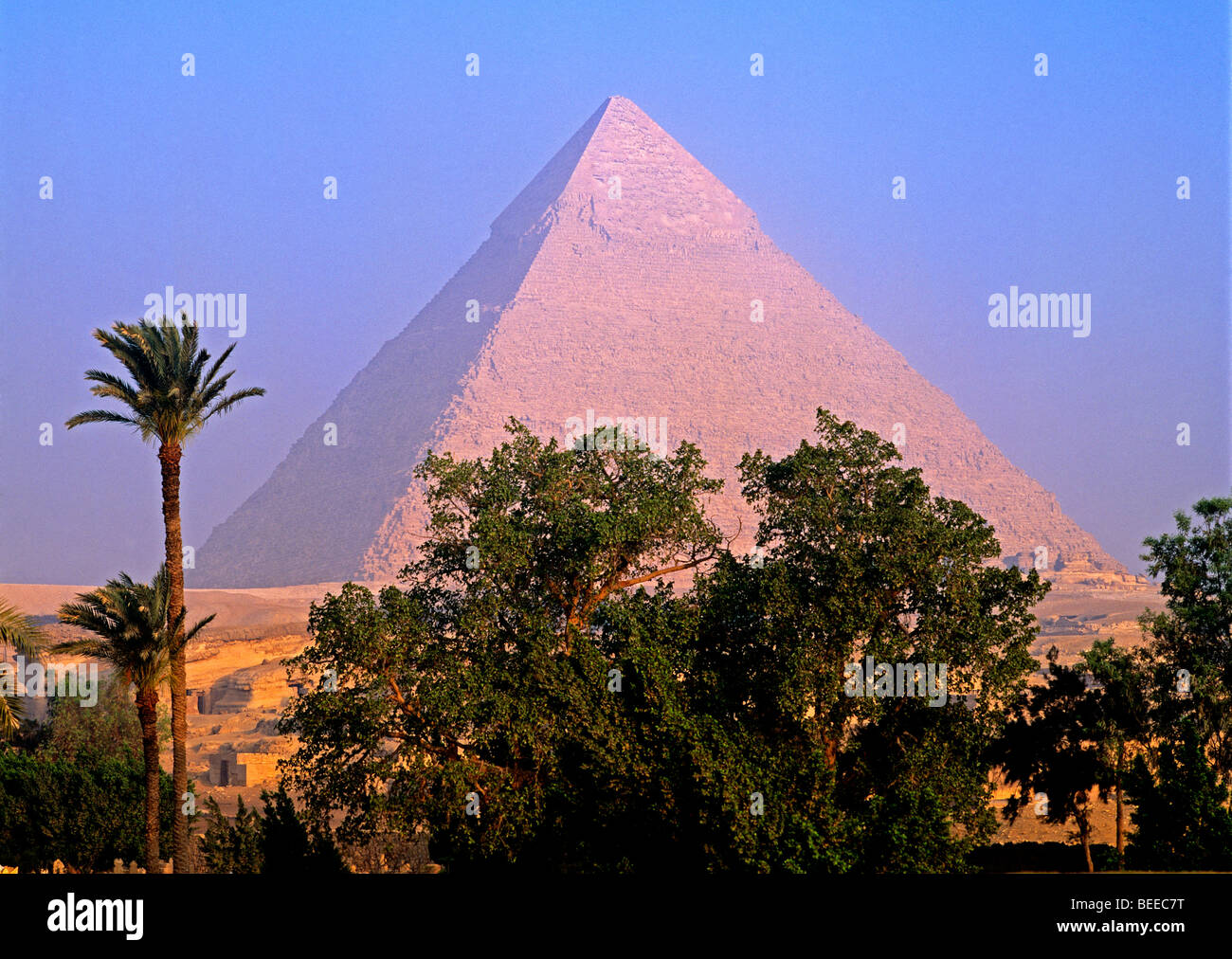 Palmiers en face de la Grande Pyramide Gizeh Egypte Banque D'Images