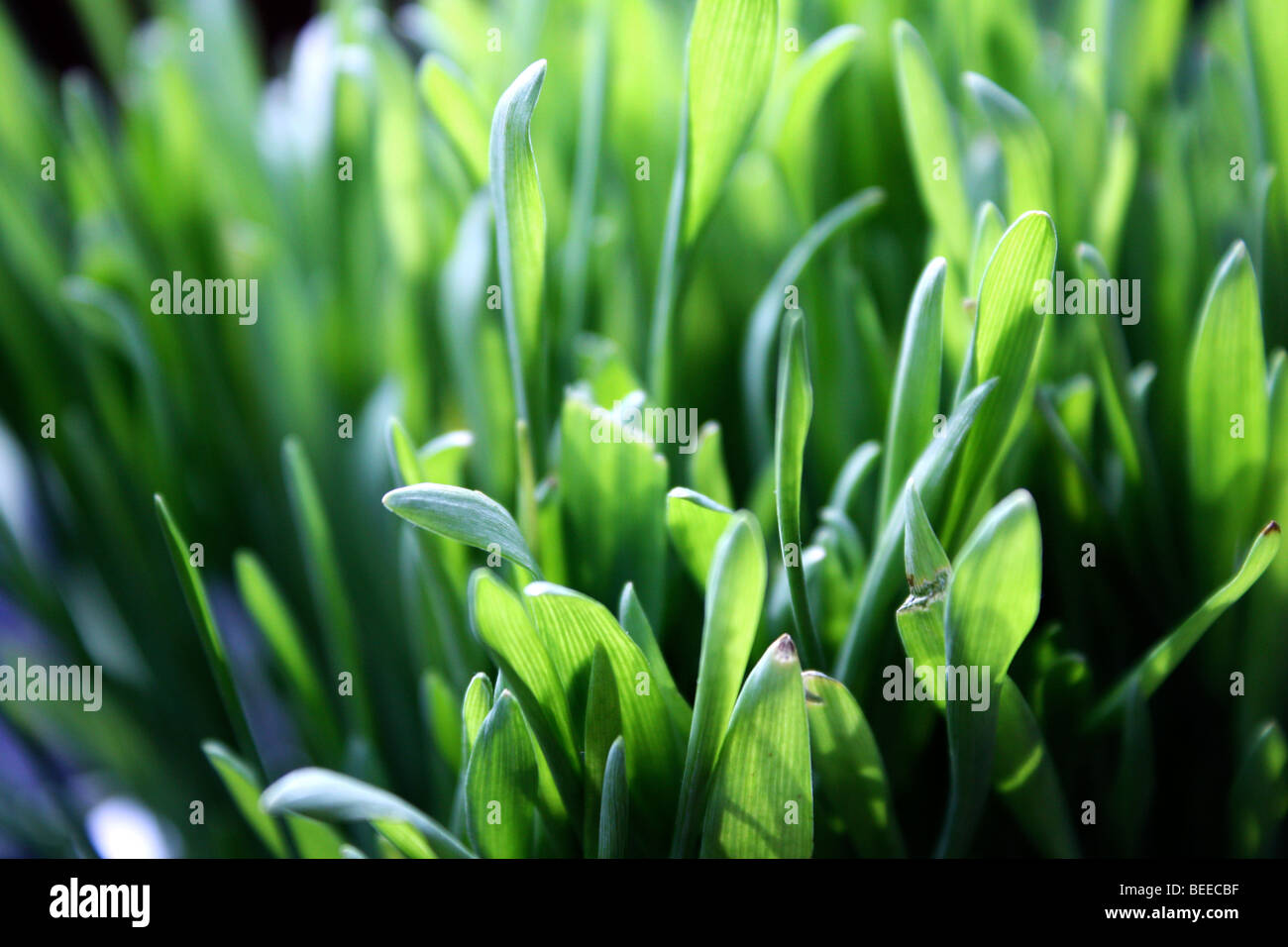 Herbe closeup Banque D'Images
