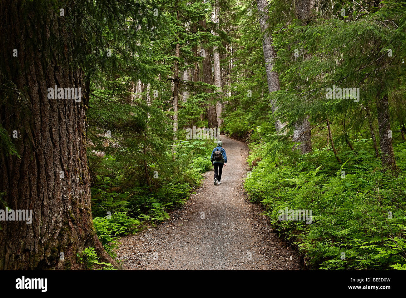 Sentier de randonnée de gagnant, la Forêt Nationale de Chugach,, Alaska, USA Banque D'Images