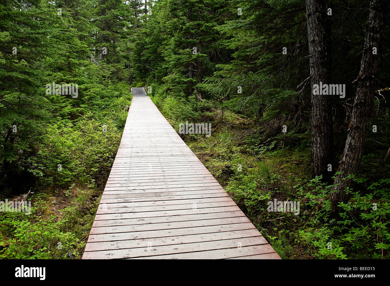 Sentier de randonnée de gagnant, la Forêt Nationale de Chugach,, Alaska, USA Banque D'Images