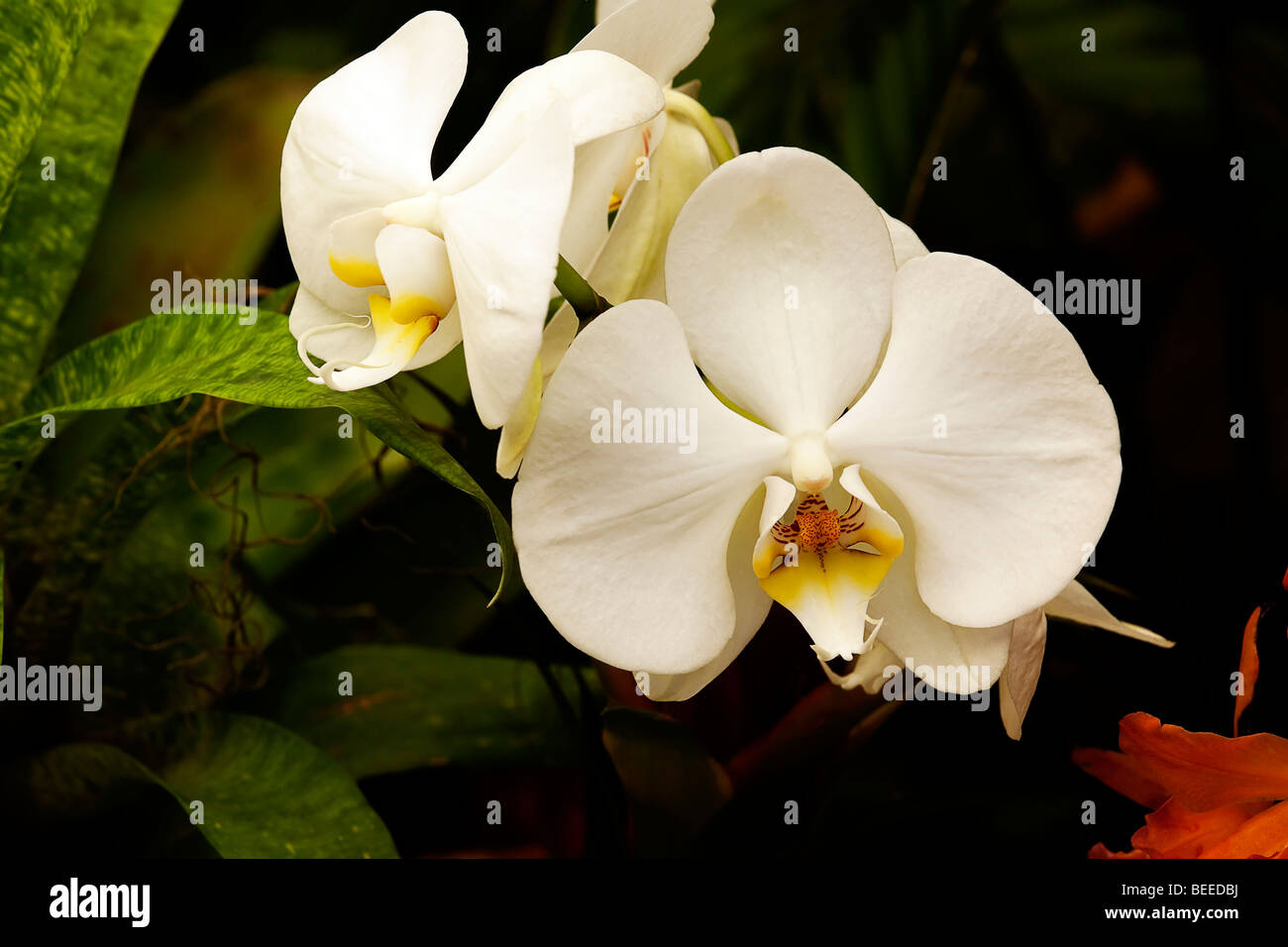 Orchidée fleur de lune blanche. Commander Brassicoideae, famille des  Orchidacées, genre Phalaenopsis, espèces Aphrodite. L'Afrique du Sud Photo  Stock - Alamy