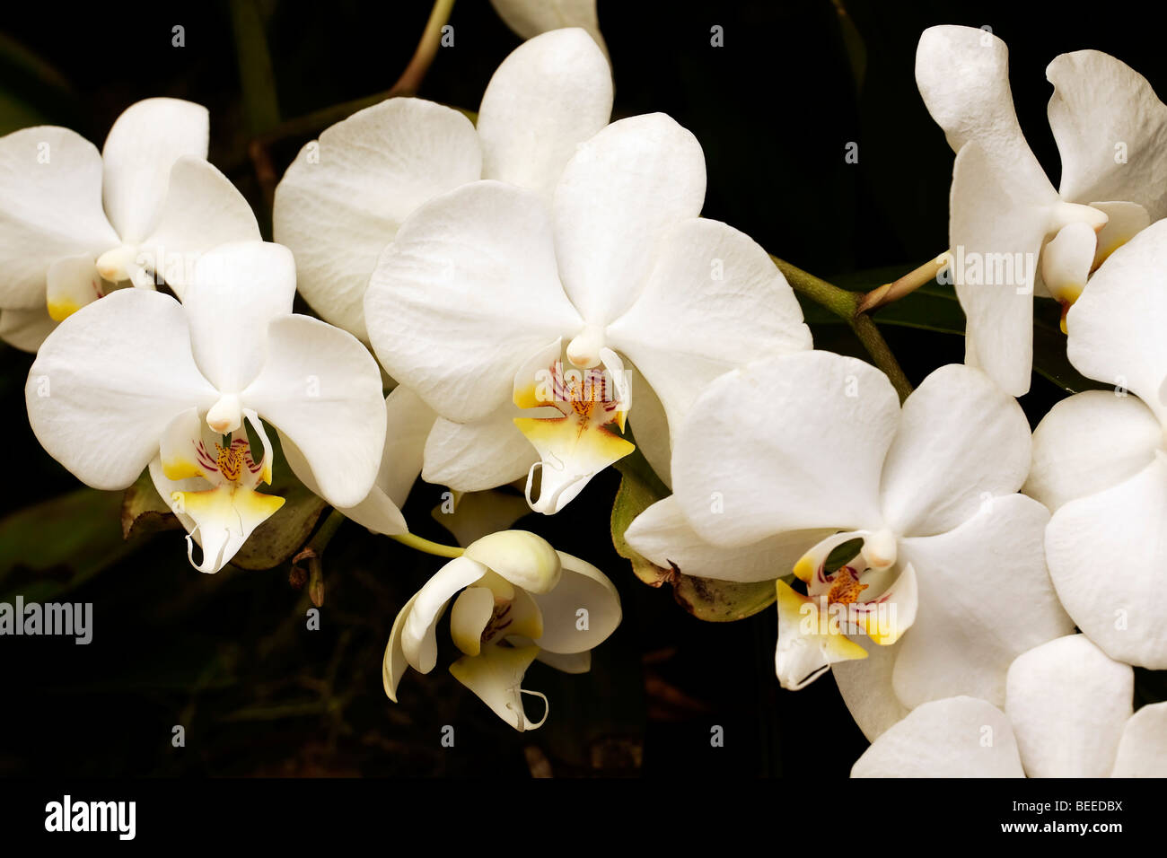 Orchidée fleur de lune blanche. Commander Brassicoideae, famille des Orchidacées, genre Phalaenopsis, espèces Aphrodite. L'Afrique du Sud. Banque D'Images